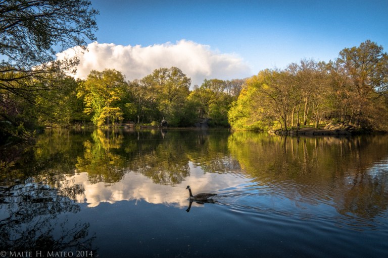 The beauty of nature in the city.